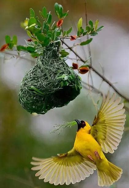 有鳥來家裡築巢|野鳥庭前築巢 預示居家風水好兆頭 